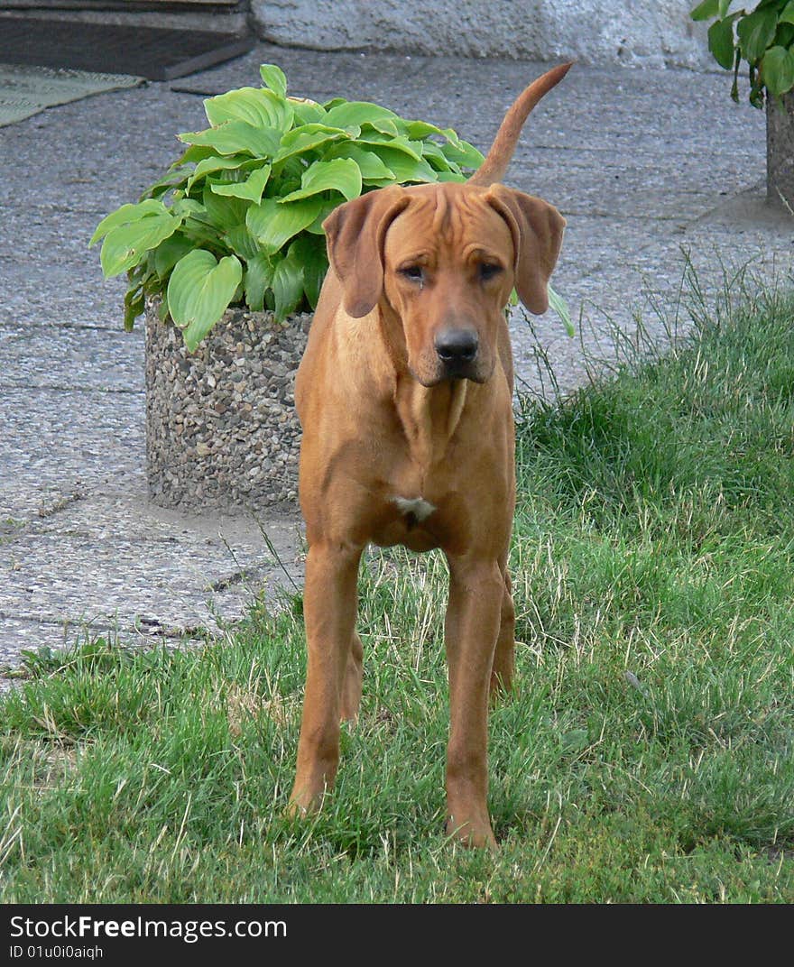 Ridgeback and dog, body, natural photo, czech republic. Ridgeback and dog, body, natural photo, czech republic