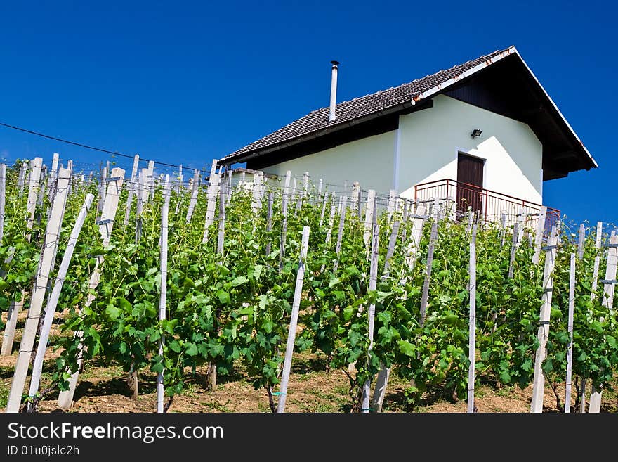 vineyard in summer