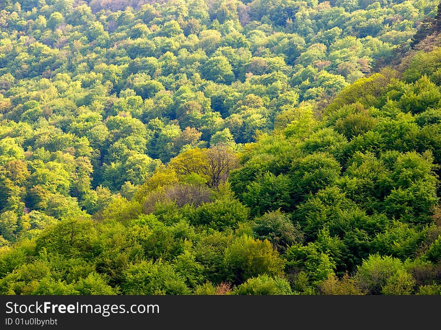 Crown Of Trees