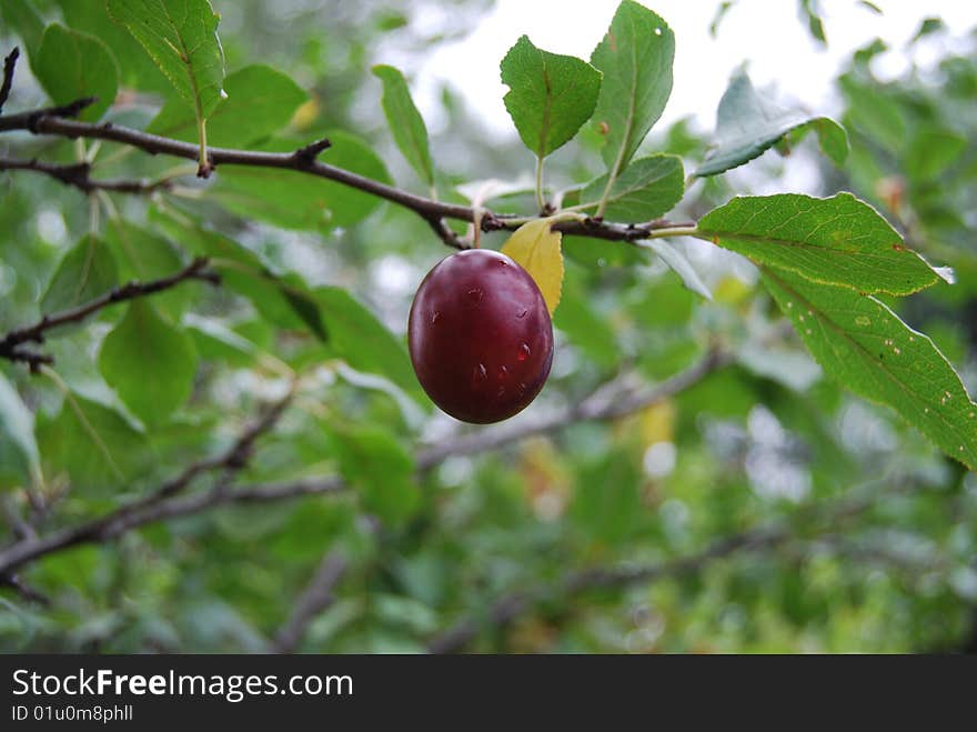 Plum branch