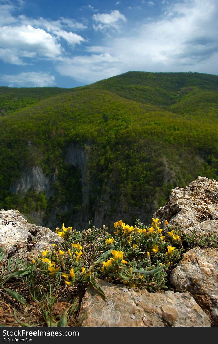 Flowering at the edge of the mountain