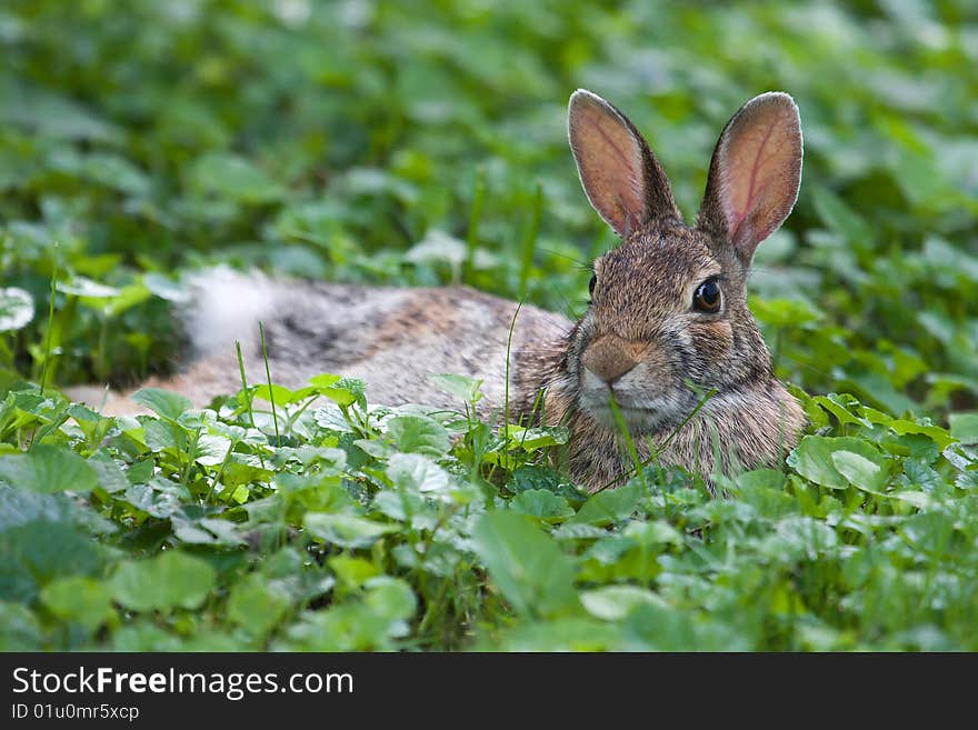 Jack Rabbit Resting in the soft grass.