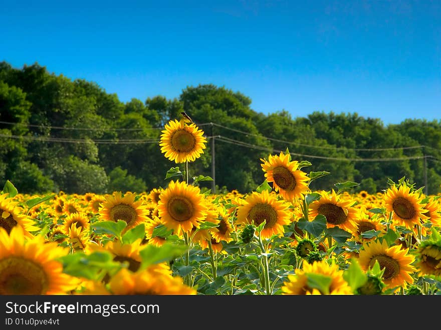 Sunflower With A Bird