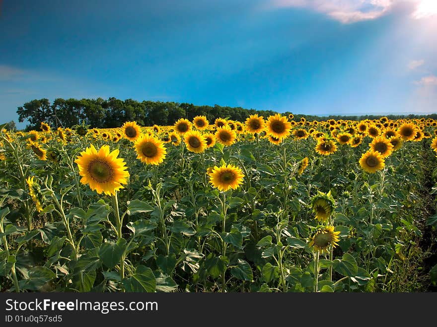 A sunflower year