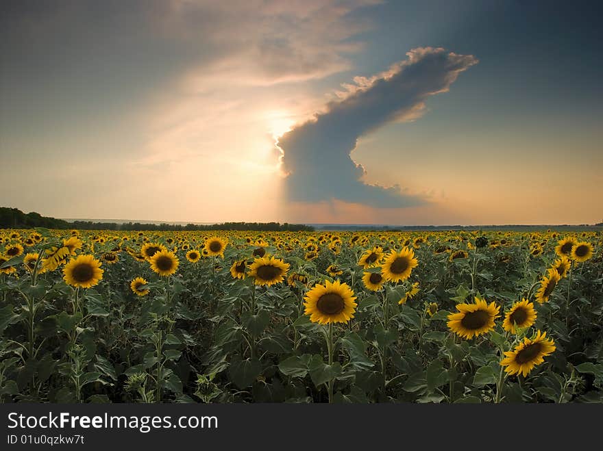 Sunflowers on a background of magic sunset