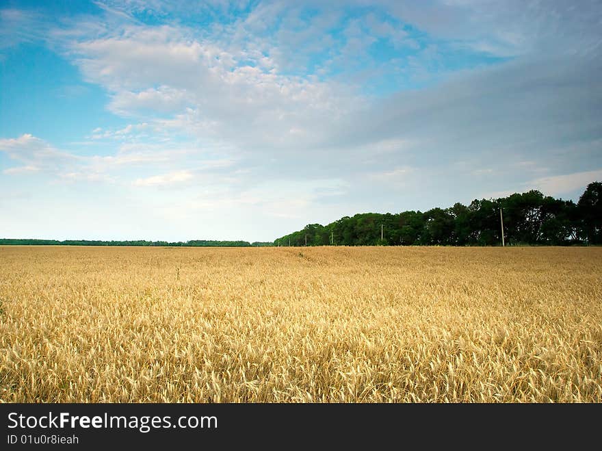 Field Of Wheat