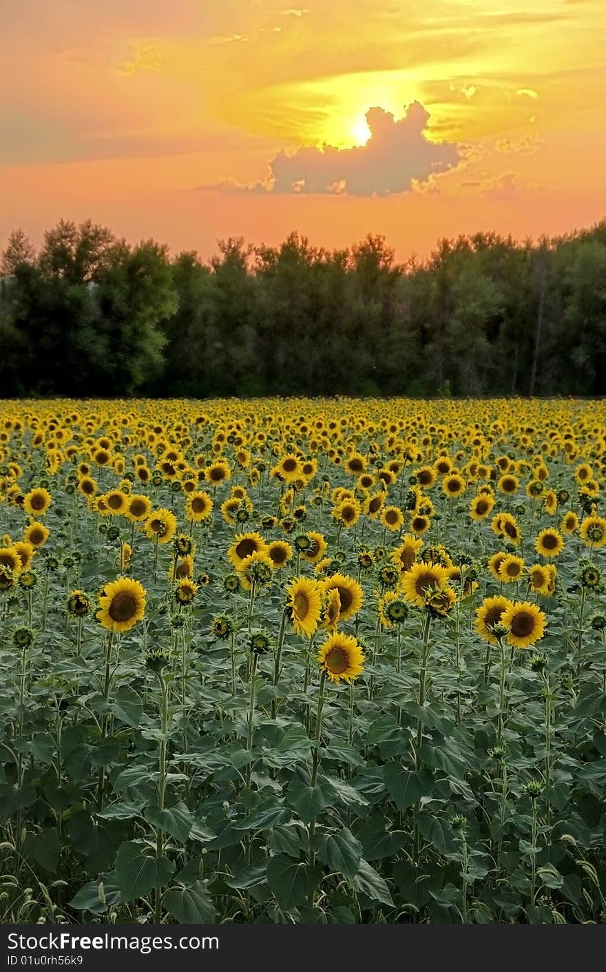 Sunflowers At Sunset On The Horizon