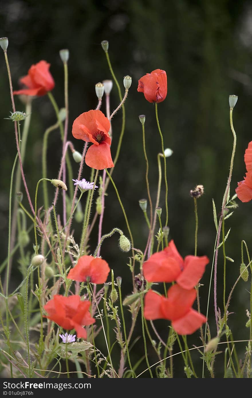 Red poppies in Tuscany