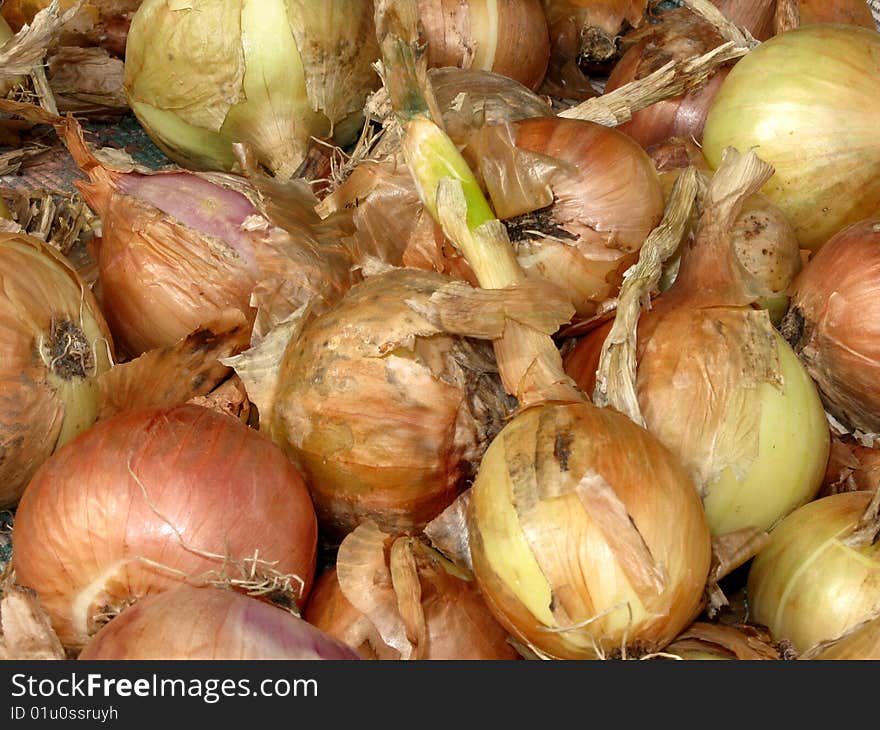 Raw Onion