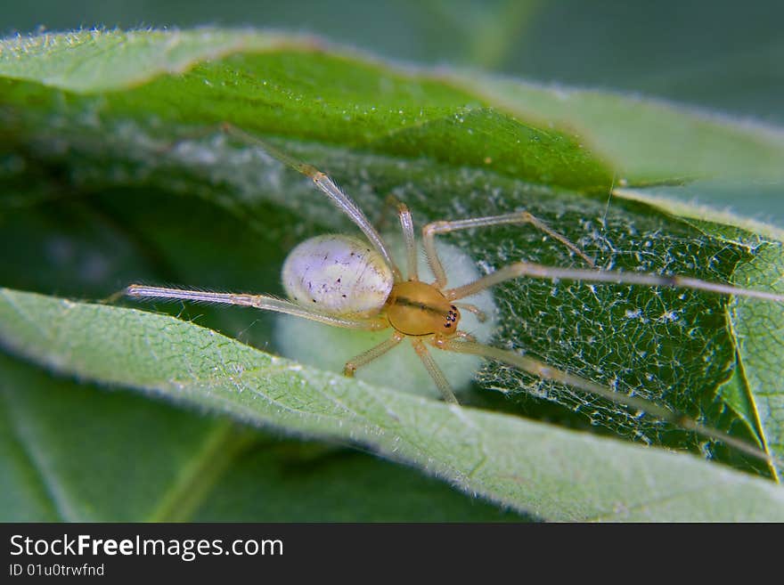 Yellow Orb Spider