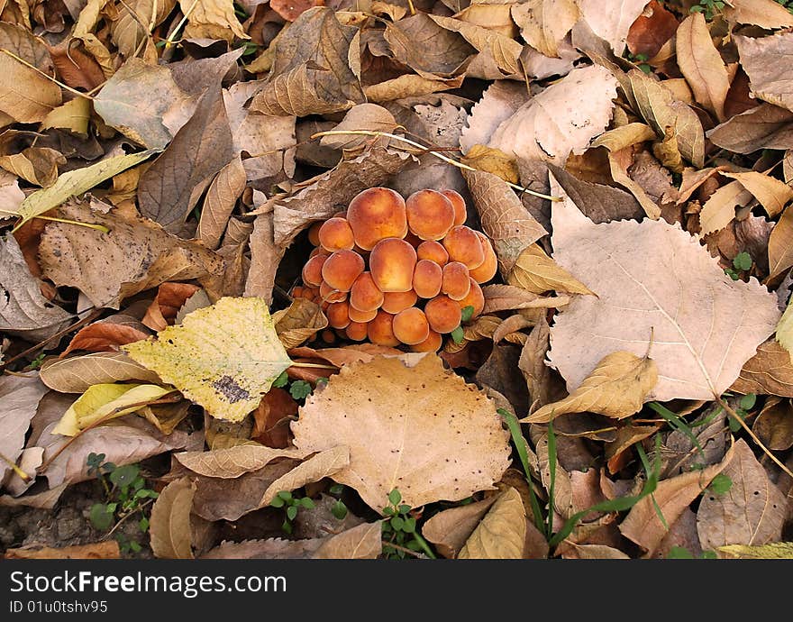 Family of mushrooms on ground among dry leaves. Family of mushrooms on ground among dry leaves