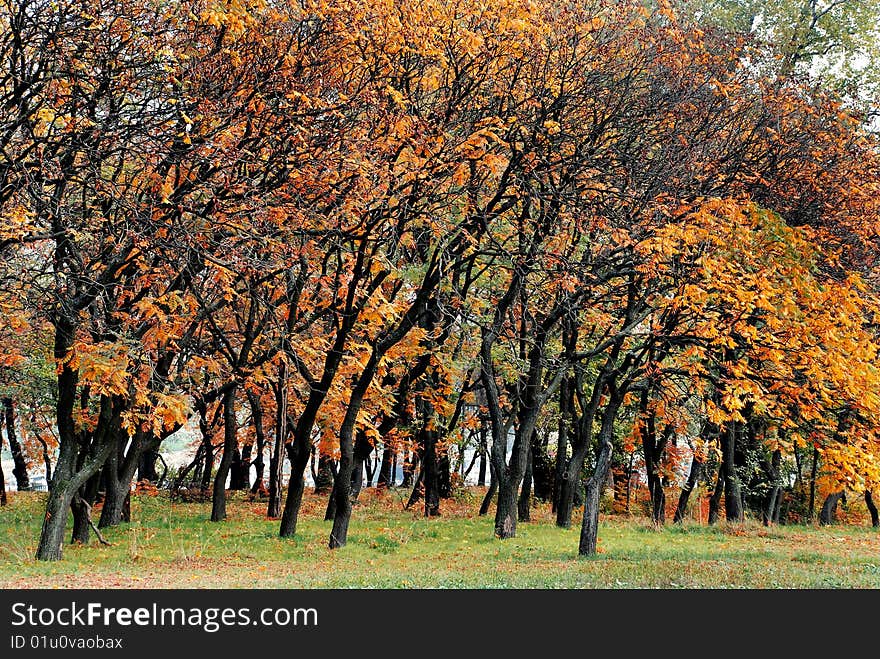 Autumn trees with red, orange and yellow leaves in park. Autumn trees with red, orange and yellow leaves in park