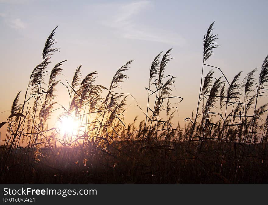 Beautiful sunset in the fields