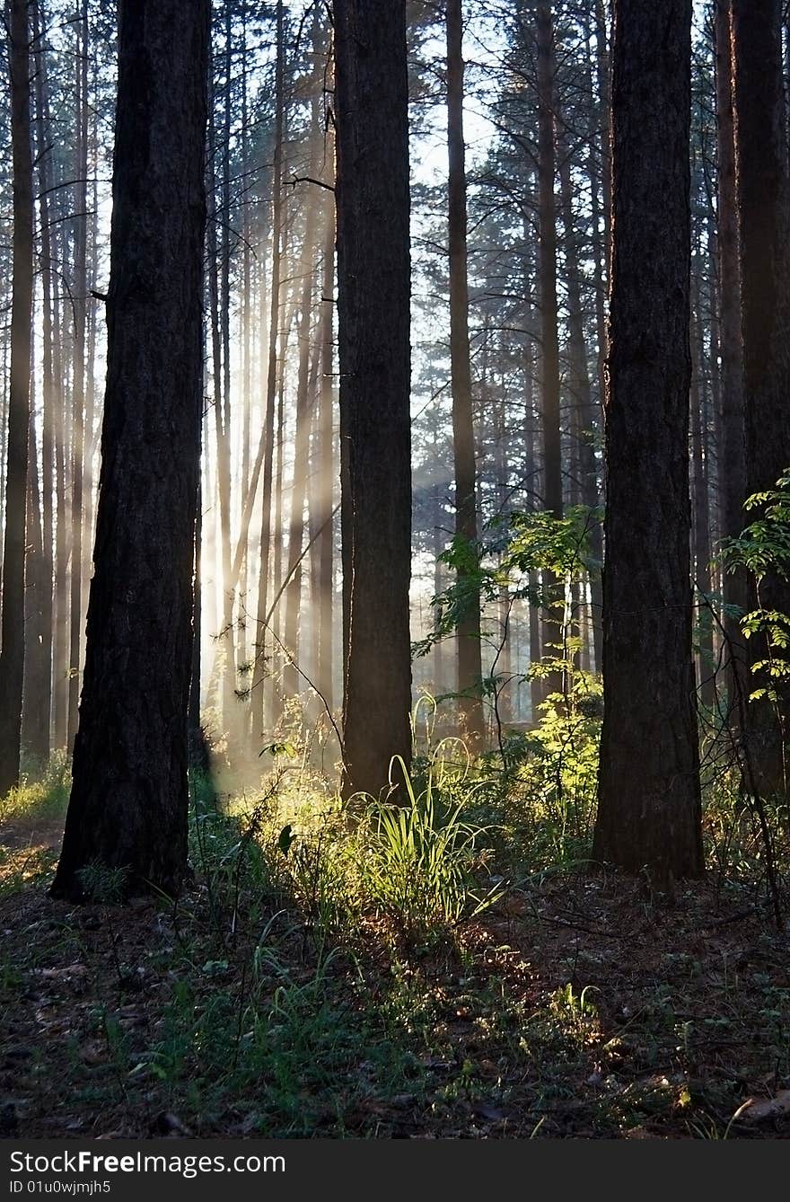 Sunset in the foggy forest. Sunset in the foggy forest