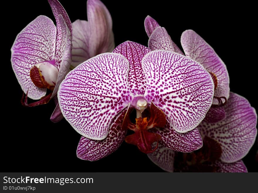 Pink speckled orchid isolated on black background. Pink speckled orchid isolated on black background