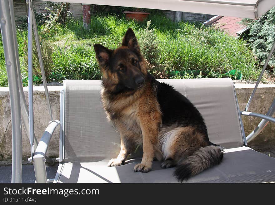 Beautiful German shepherd young male dog