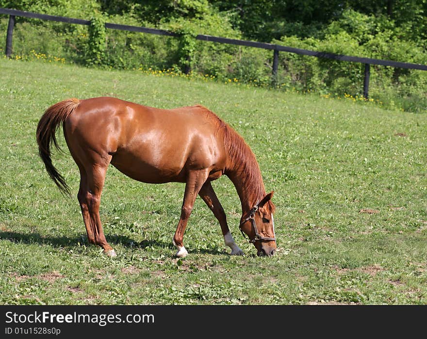 A beautiful horse on the farm. A beautiful horse on the farm