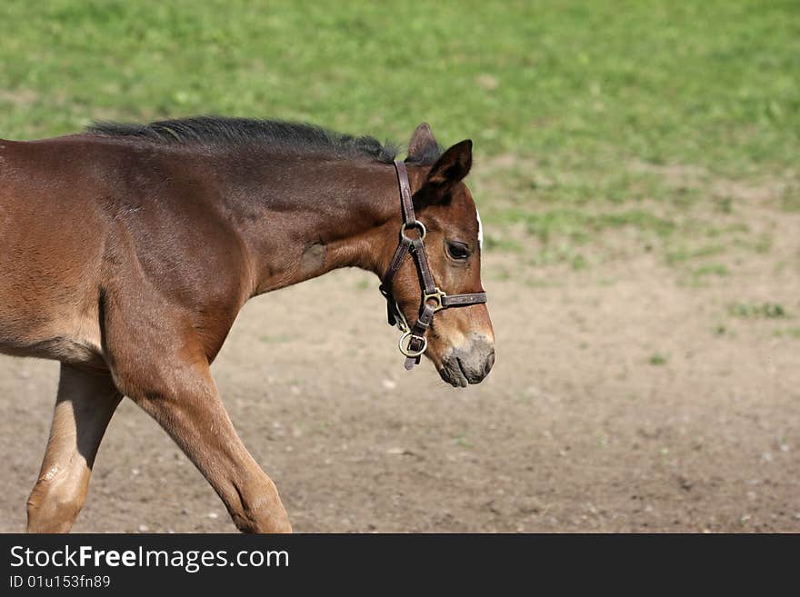 A Foal on the farm. A Foal on the farm.