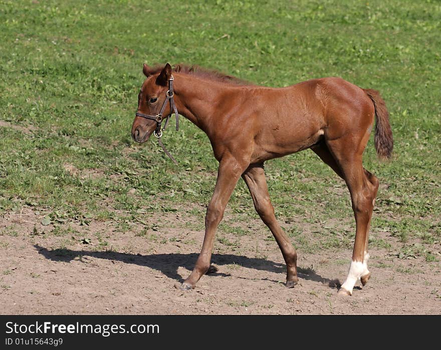 A Foal on the farm. A Foal on the farm.