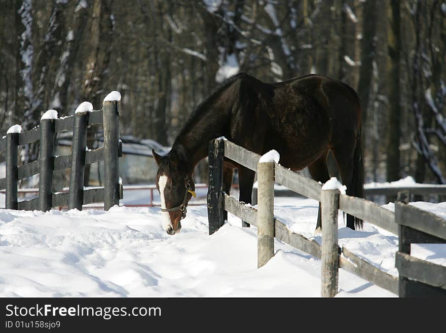 A beautiful black broodmare horse on the farm after a winter snow storm. A beautiful black broodmare horse on the farm after a winter snow storm.