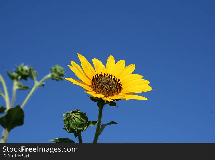 A sunflower against a bright blue sky