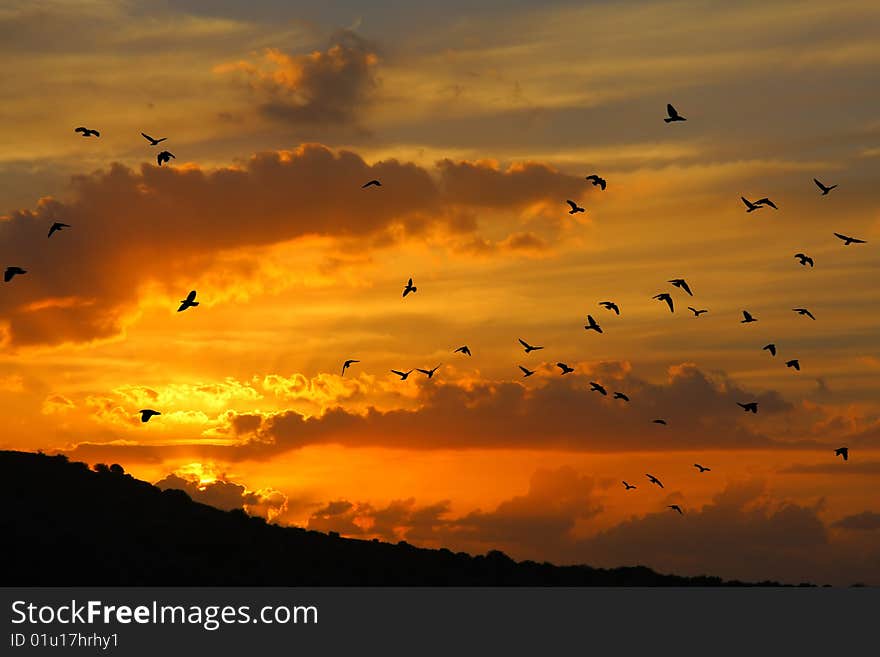 Birds flyng into the sunset. Birds flyng into the sunset