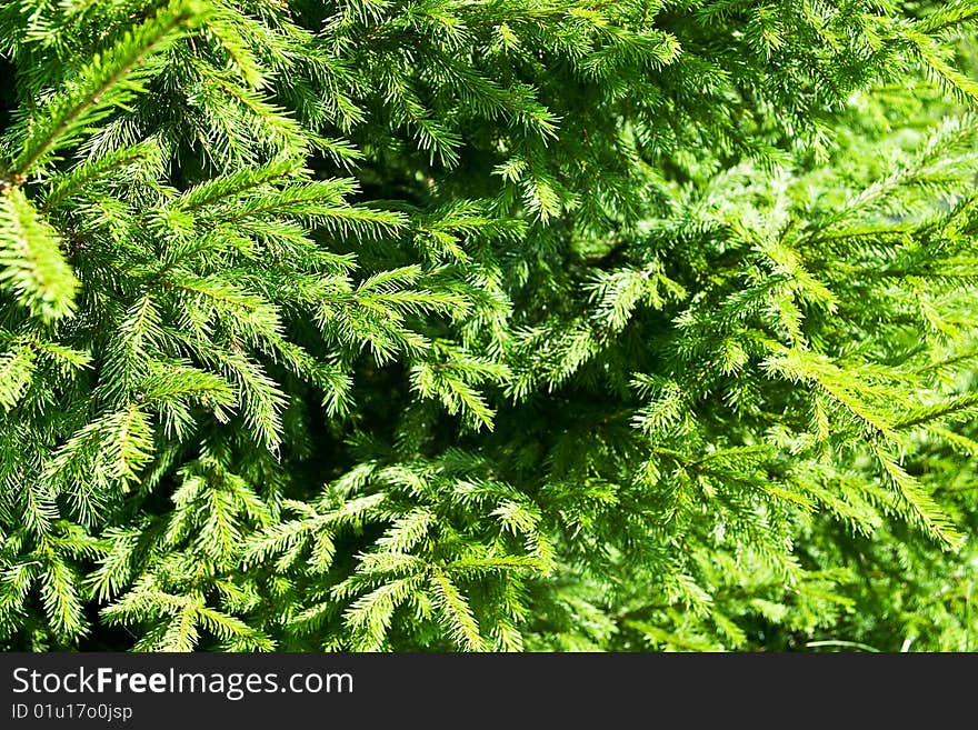 Closeup of spruce branches