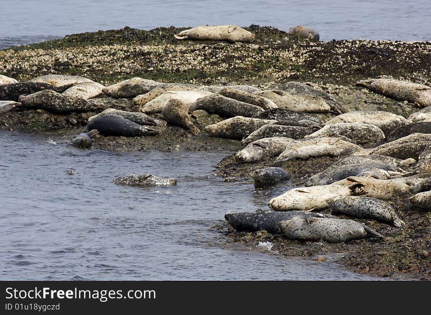 Seals on the Rocks