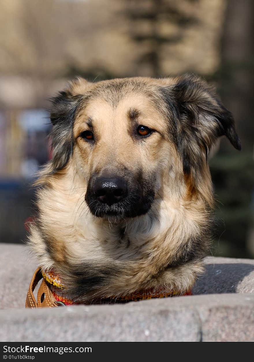 A dog looks baffled by something. A dog looks baffled by something