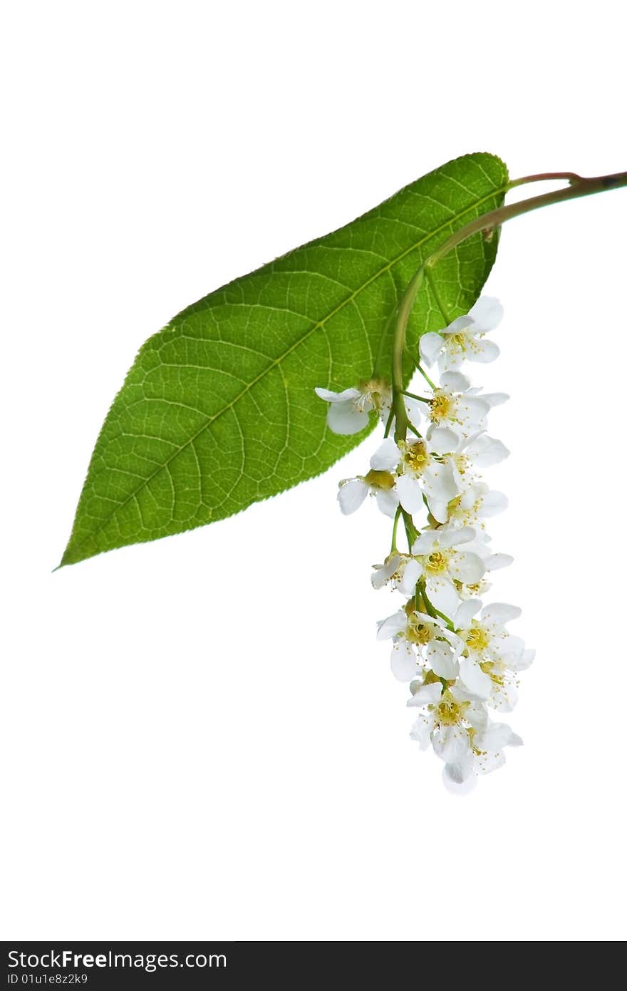 White flowers and green leaf . Isolated on white. White flowers and green leaf . Isolated on white