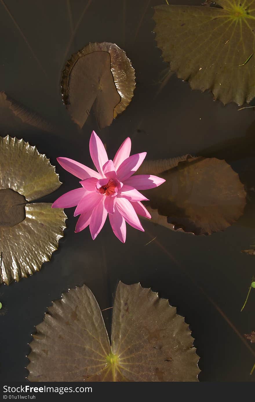 Close up shot of pink waterlily