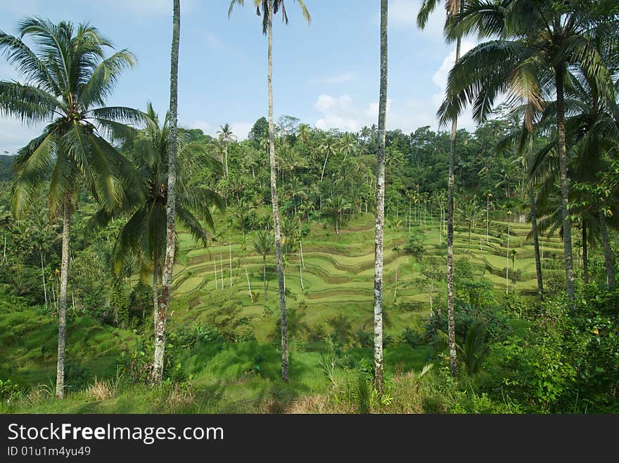 Rice terraces in Bali, Indonesia