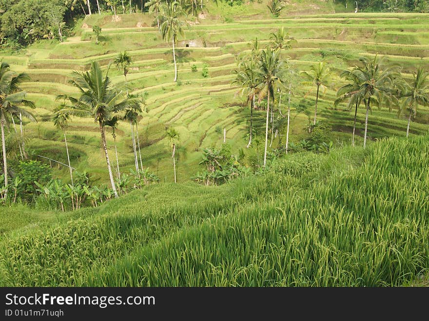 Rice terraces in Bali, Indonesia