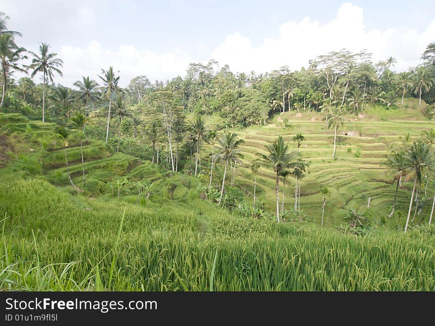 Rice terraces in Bali, Indonesia