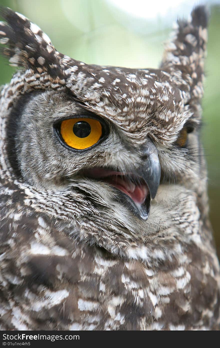 Eagle Owl Angry