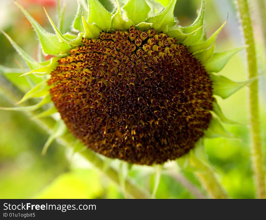 Sunflower on green field background.