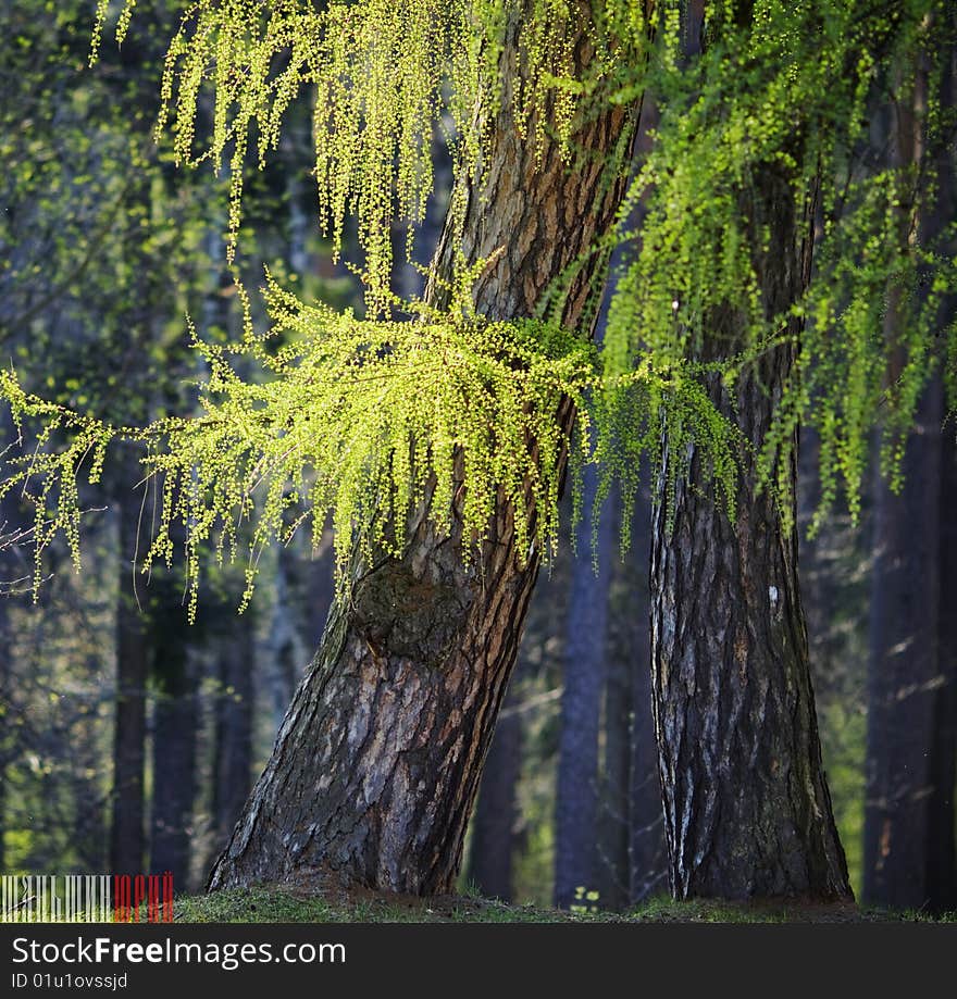 Summer Trees And Shining Sun