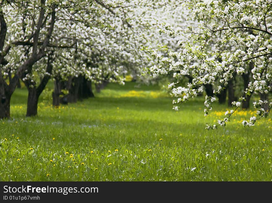 Row of low trees in blossom. Row of low trees in blossom