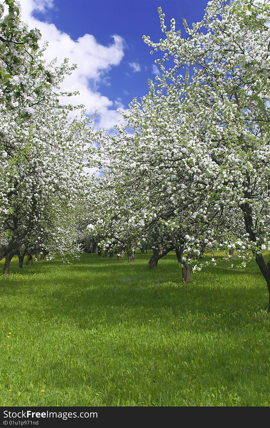 Blossom fruit trees garden