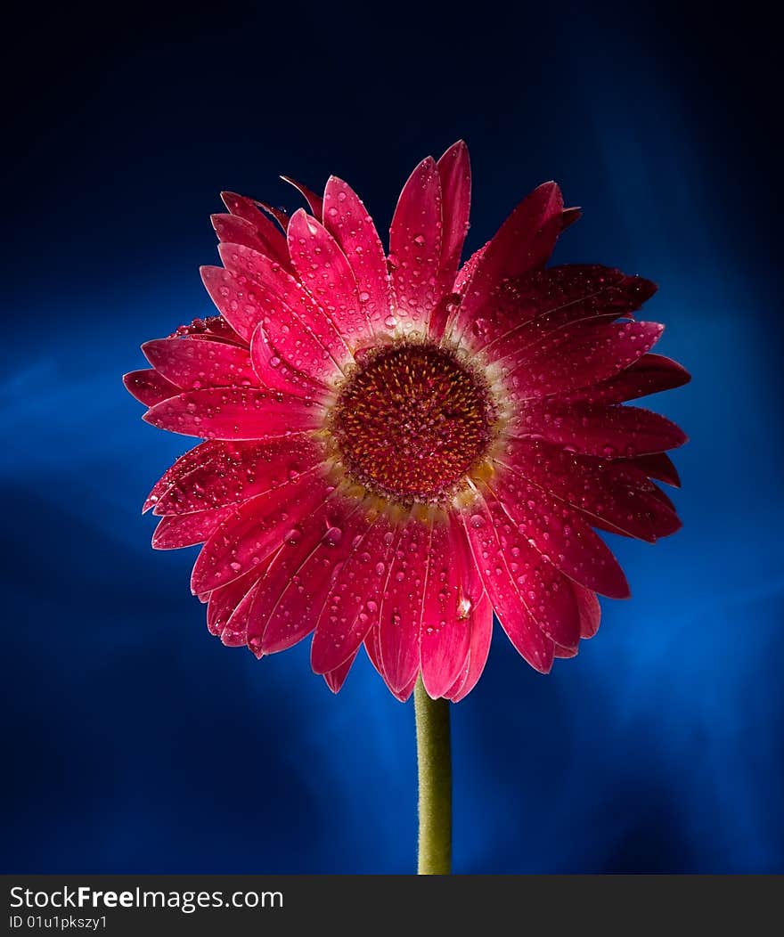 Red gerbera on blue background