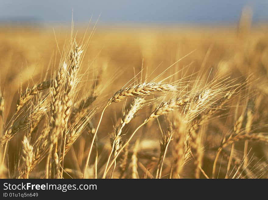 Wheat in the ear