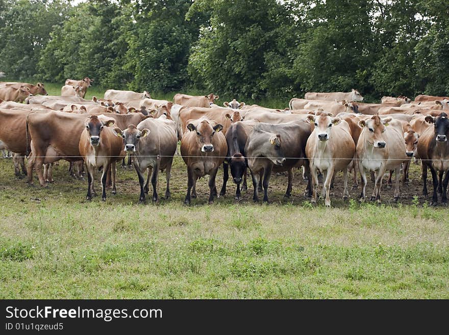 Jersey Cows