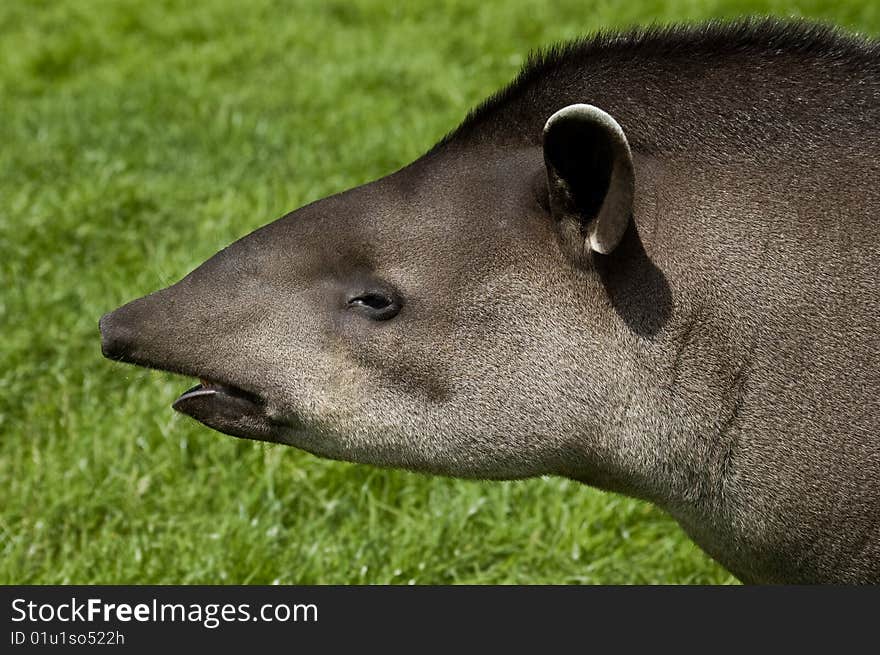 An image of a Brazilian Tapir head and shoulders profile on a background of lush green fresh grass. An image of a Brazilian Tapir head and shoulders profile on a background of lush green fresh grass.