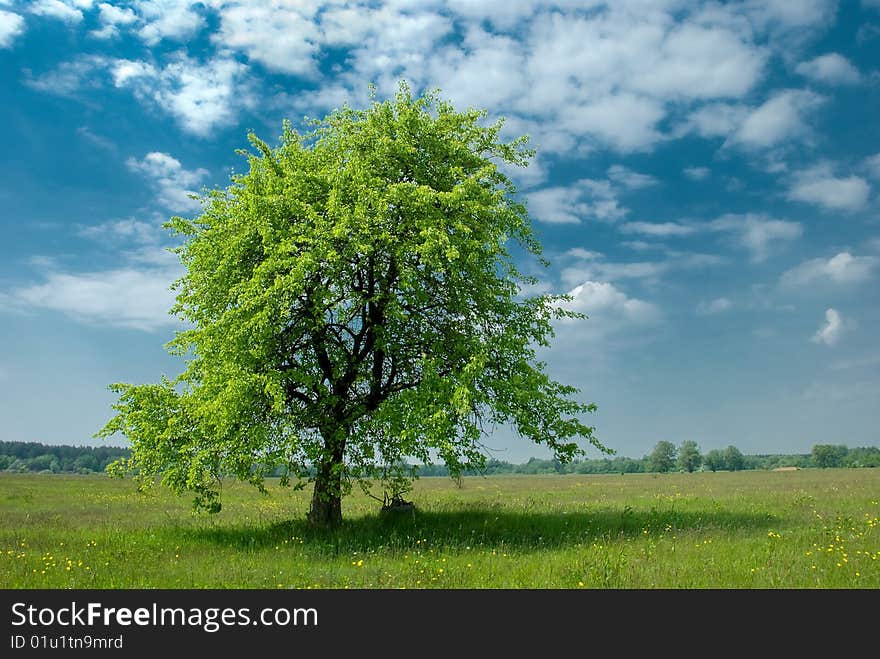 Lonely tree in the middle of field