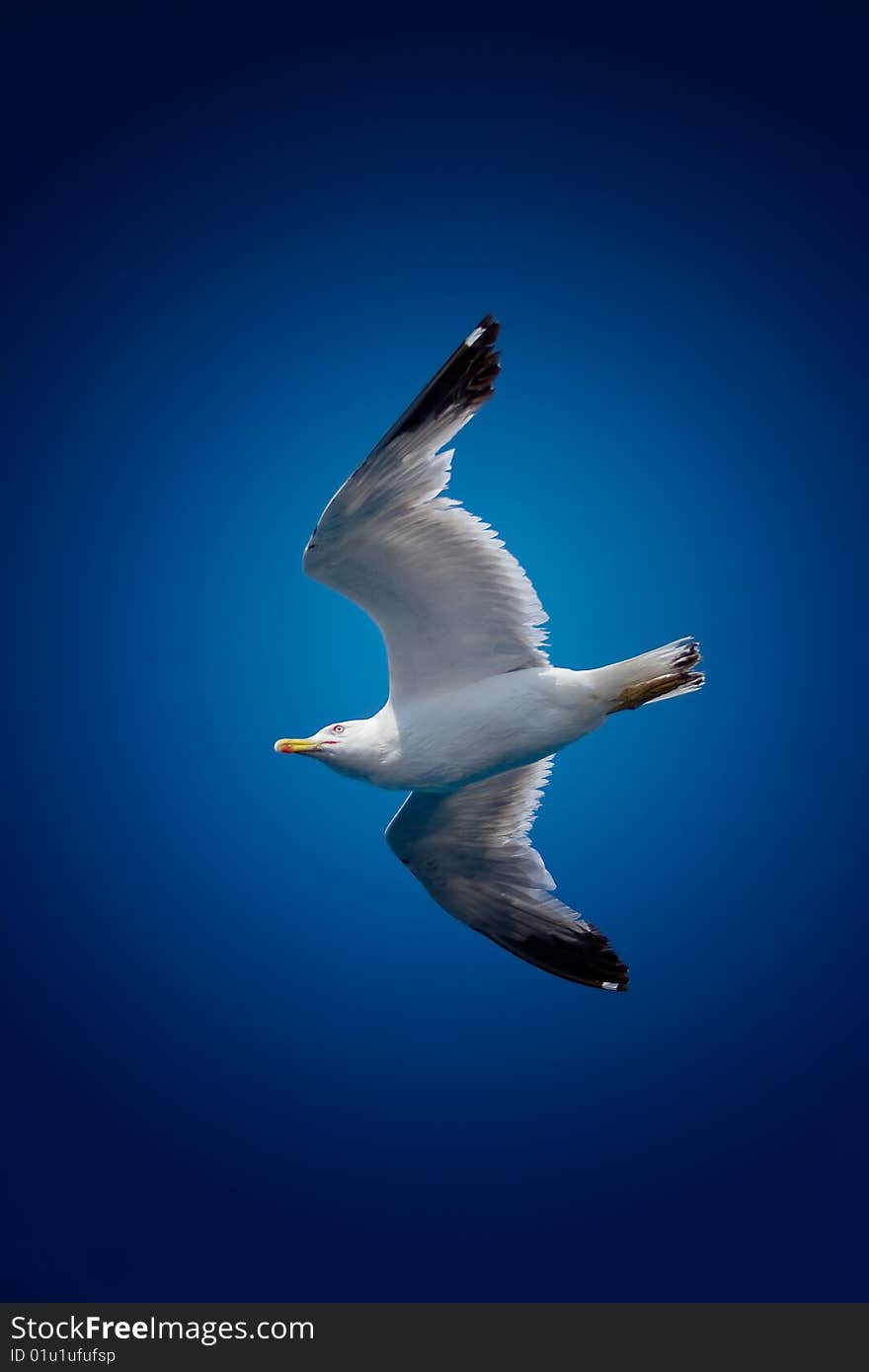 Seagull flying on clear sky. Seagull flying on clear sky