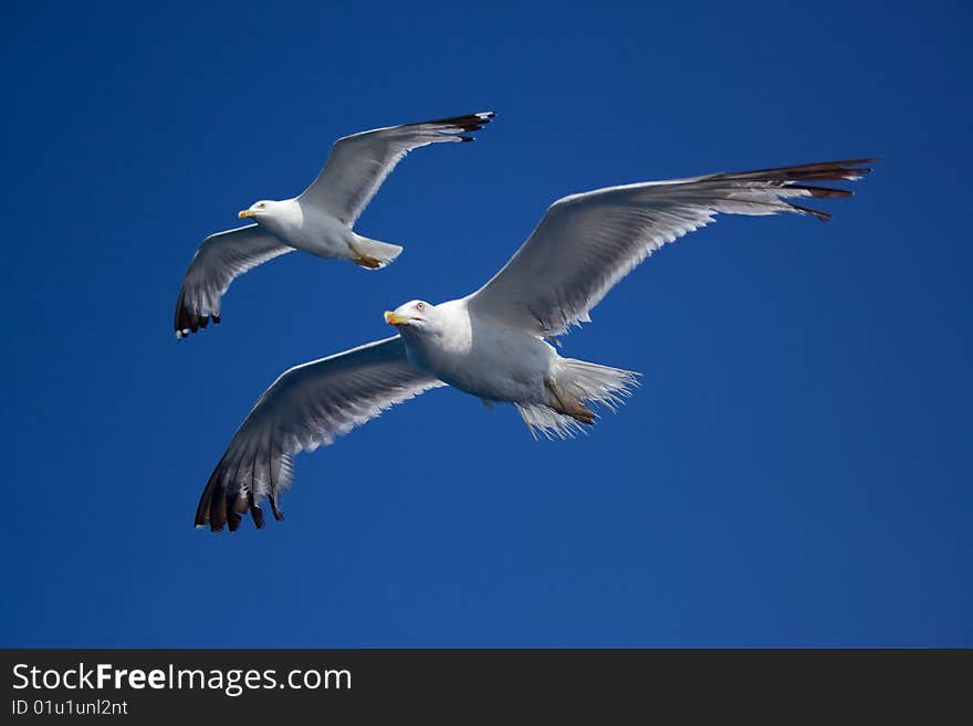 Pair of seagulls flying paralel on clear sky