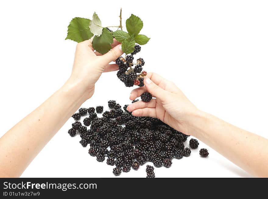 Woman hand cropping blackberry from bunch