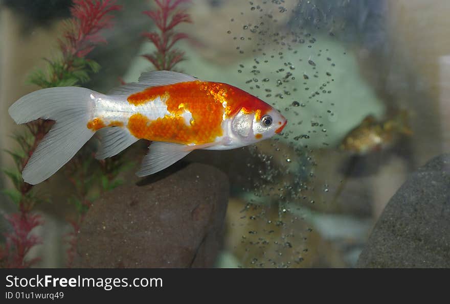 Marine life inside the aquarium