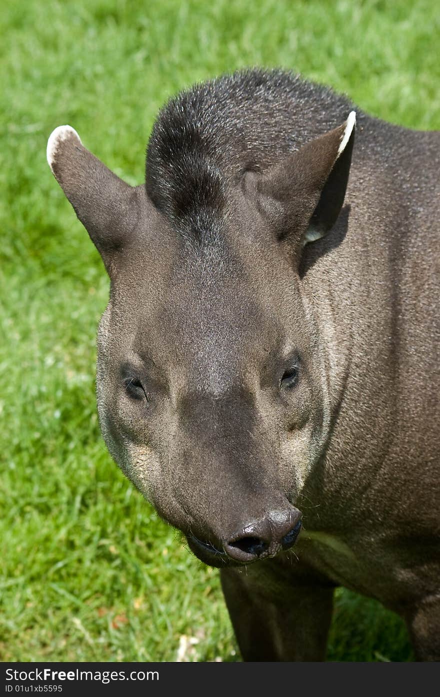 An image of a brazilian tapir pulling a funny face on a background of lush green grass. An image of a brazilian tapir pulling a funny face on a background of lush green grass.