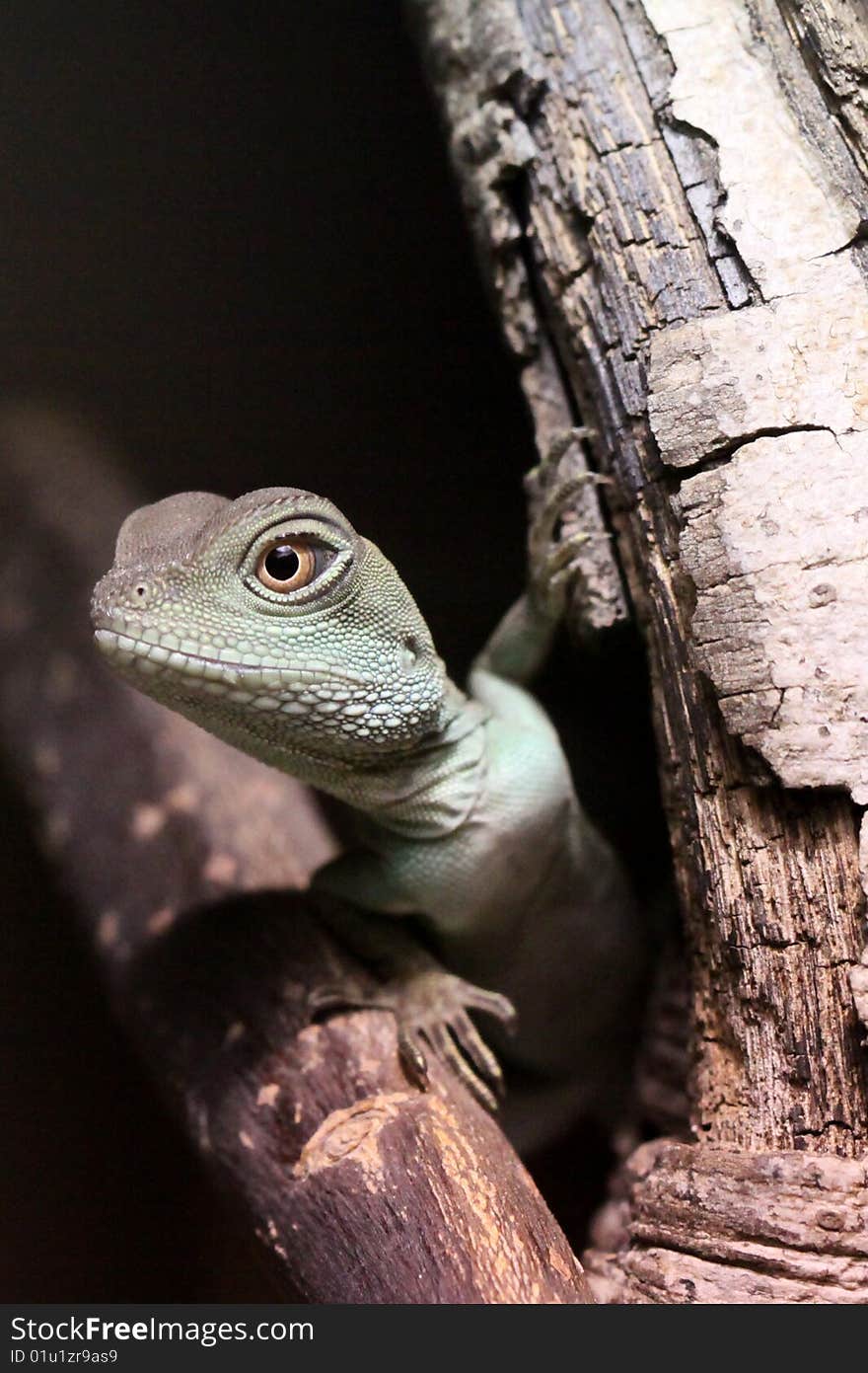 A close up of a Chinese Water Dragon looking out from the branch